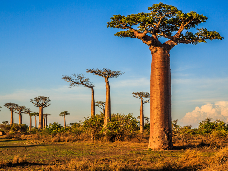 高校時代に知ったアフリカのバオバブの木が人生のテーマに