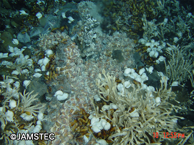 深海で見つかった，浅い海とは違う生態系