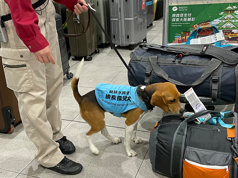 馬や豚などの家畜からペットの犬や猫、お土産の肉製品まで