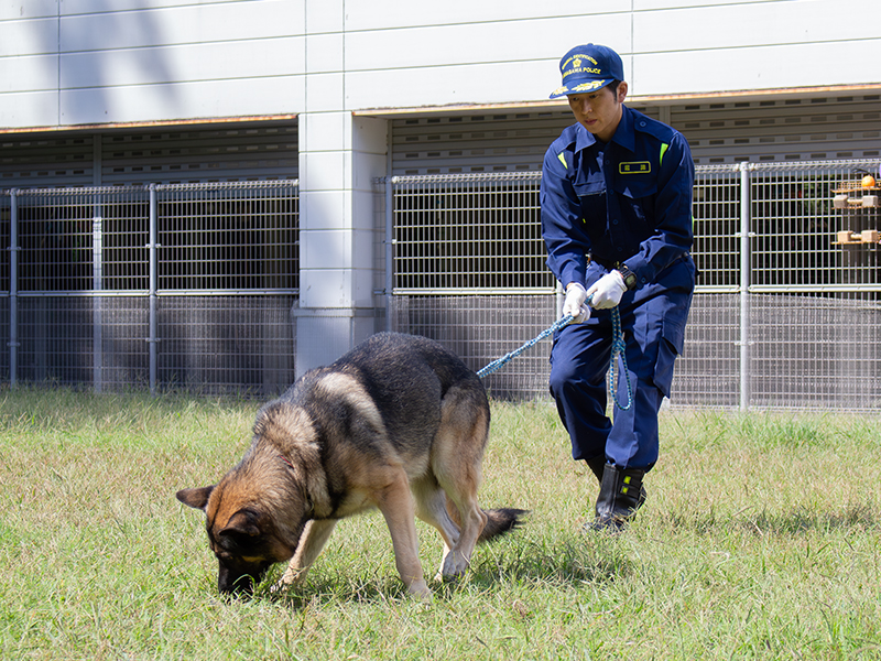 警察犬と共に事件を解決する