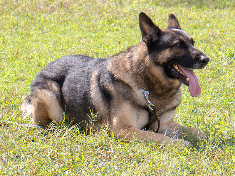 犬の個性に合わせ、訓練方法を工夫する