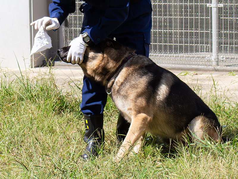 犬の調子を見ながら訓練を行う